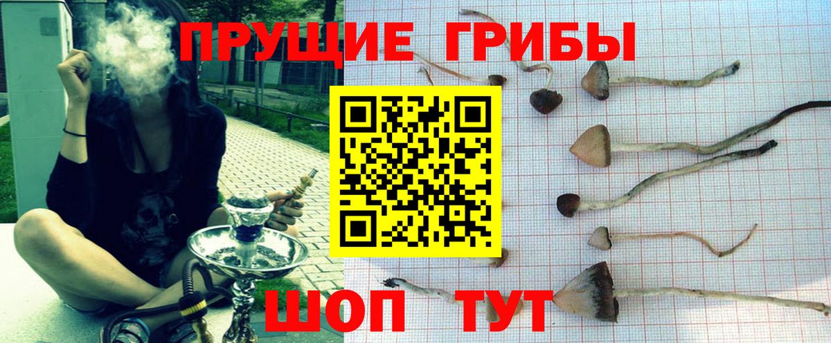 Галлюциногенные грибы Psilocybine cubensis Ставрополь